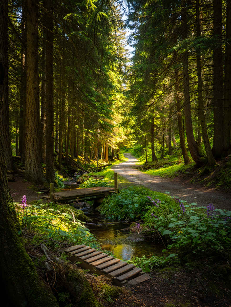 Dichter Schwarzwald mit Tannen und Wiesen